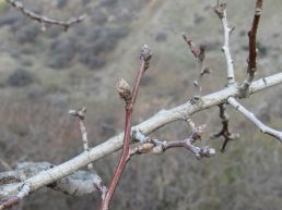Almond tree buds