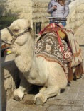 Camel on the Mount of Olives