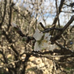 First blooms of an almond tree at the Tent of Nations.